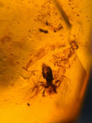3 big unknown fly bug Burmite Myanmar Burmese Amber insect fossil dinosaur age 2