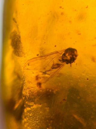 3 big unknown fly bug Burmite Myanmar Burmese Amber insect fossil dinosaur age 3