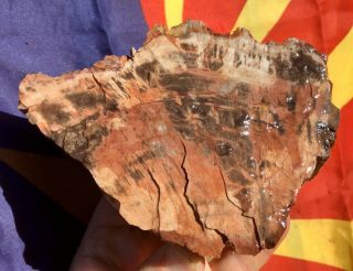 Reilly’s Rocks: Spectacular Colors Saint Johns Arizona Petrified Wood,  3.  25 Lb