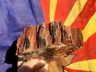 REILLY’S ROCKS: Spectacular Colors Saint Johns Arizona Petrified Wood,  3.  25 Lb 2