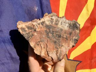 REILLY’S ROCKS: Spectacular Colors Saint Johns Arizona Petrified Wood,  3.  25 Lb 3