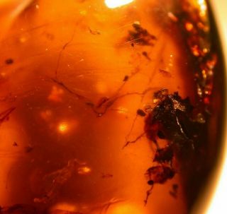 Ancient Spider Webbing Cobwebs in Burmite Amber Fossil Gem Dinosaur Age 2
