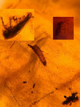 Unknown Worm&beetle&stinkbug Burmite Myanmar Amber Insect Fossil Dinosaur Age
