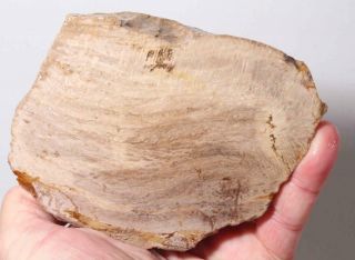 Oregon Agatized Fossil Petrified Wood Faced Rough 1 Lb 3 Oz