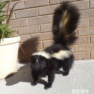 Taxidermy Very Small " Plump " Skunk No Odor Stuffed/fox/mancave/bobcat/fur
