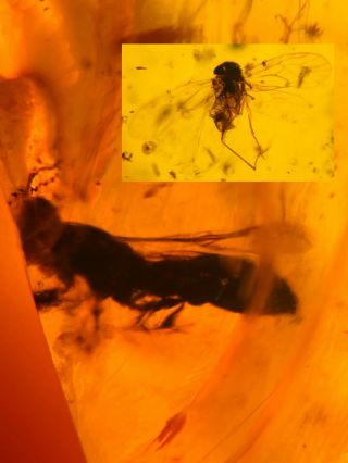 Hymenoptera Wasp Bee&barklice Burmite Myanmar Amber Insect Fossil Dinosaur Age