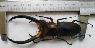Cyclommatus Elaphus 98mm From Sumatra Indonesia