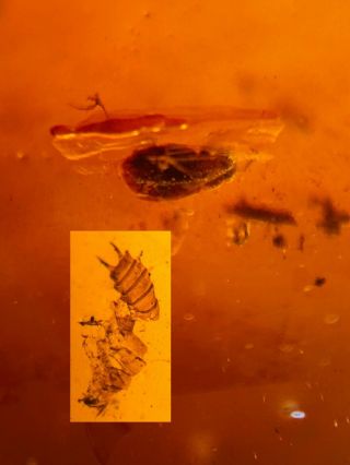 Unknown Beetle&worm Larva Burmite Myanmar Burma Amber Insect Fossil Dinosaur Age