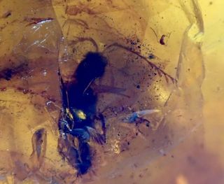 Burmese Amber Cretaceous Fossil Include Special Antenna Beetle