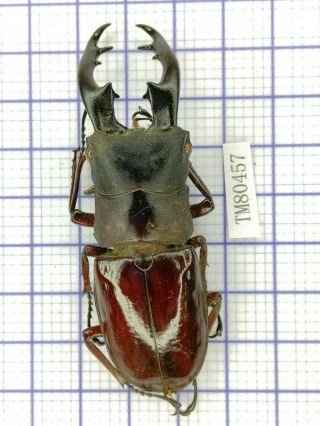 Lucanidae Tm80457 Hexarthrius Bowringi Baminorum Nov.  Sp Only ≈76 - 77mm India