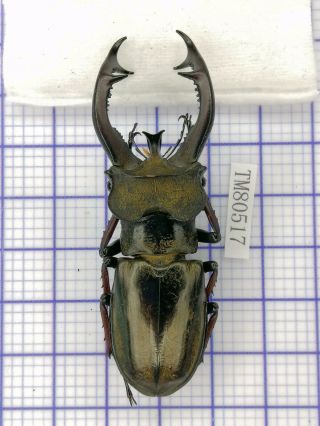 Lucanidae Tm80517 Lucanus Cheni 67mm W Tibet
