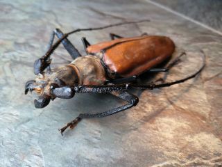 Monster 128mm Callipogon Armillatus A1 - Prioninae Cerambycidae From Peru