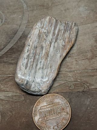 Bg - - Wyoming Petrified Wood Polished Specimen 12 Grams