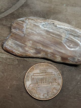 BG - - Wyoming Petrified Wood polished specimen 12 grams 2