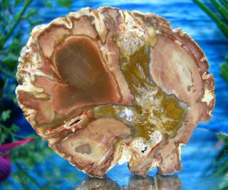 Petrified Wood Round Slab W/bark Swirling Lavender,  Pink,  Peach,  Gold & Salmon