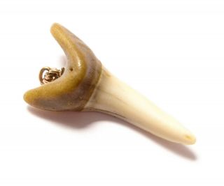 antique Victorian 9 carat gold mounted shark ' s tooth pendant. 2
