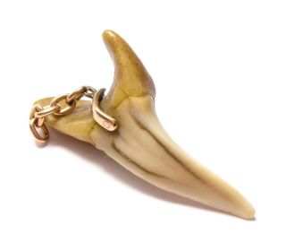 antique Victorian 9 carat gold mounted shark ' s tooth pendant. 3