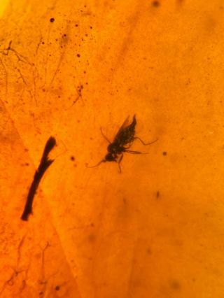 Unique Diptera Fly Burmite Myanmar Burmese Amber Insect Fossil From Dinosaur Age
