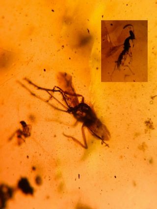 Cicada Larva&wasp Burmite Myanmar Burmese Amber Insect Fossil From Dinosaur Age