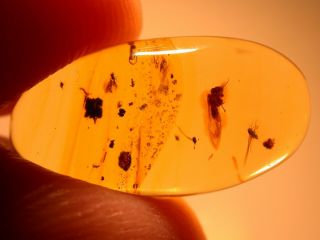 Psocopteran With Flies And Wasp In Authentic Dominican Amber Fossil Gemstone