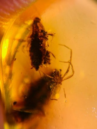 2 Adult Roach&spider Burmite Myanmar Burmese Amber Insect Fossil Dinosaur Age
