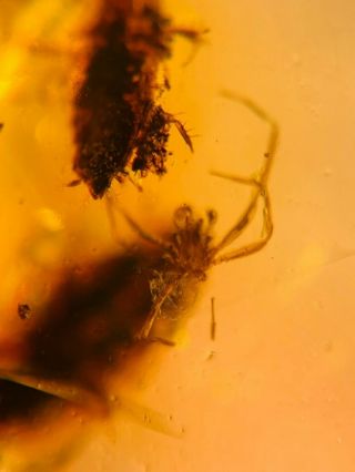 2 adult roach&spider Burmite Myanmar Burmese Amber insect fossil dinosaur age 2