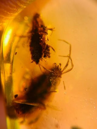 2 adult roach&spider Burmite Myanmar Burmese Amber insect fossil dinosaur age 3