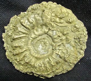 Stunning Golden Eoderoceras 67 Mm Jurassic Pyrite Ammonite Fossil Uk Gold Gift
