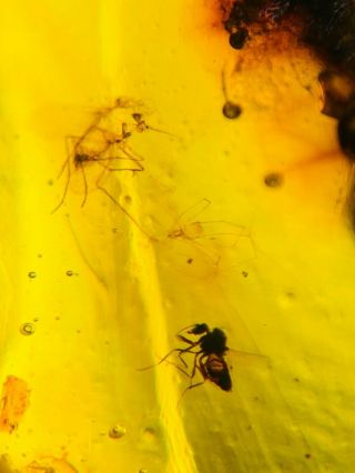 2 Diptera Fly&tick Burmite Myanmar Burmese Amber Insect Fossil From Dinosaur Age
