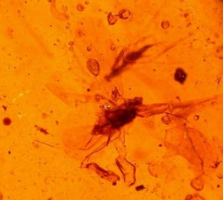 Homopteran With Large Wings,  Fly In Burmite Amber Fossil From Dinosaur Age