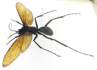 Hymenoptera/pompilidae/waps Pepsis Sp 105 Mm Wing Embergadure From Peru