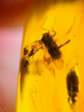 Uncommon Cicada&beetle Burmite Myanmar Burmese Amber Insect Fossil Dinosaur Age
