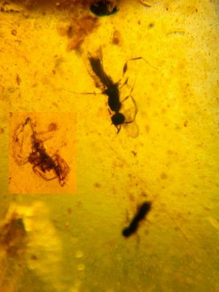 2 Hymenoptera Wasp Bee&spider Burmite Myanmar Amber Insect Fossil Dinosaur Age