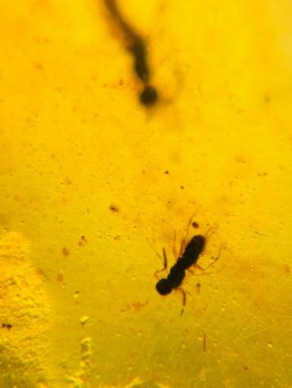 2 Hymenoptera wasp bee&spider Burmite Myanmar Amber insect fossil dinosaur age 2