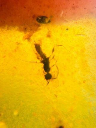 2 Hymenoptera wasp bee&spider Burmite Myanmar Amber insect fossil dinosaur age 3