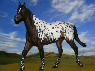 Ooak Breyer Custom Horse Appaloosa By D.  Williams Stunning