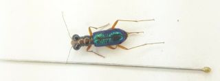 Coleoptera/scarabaeidae / Cicindelidae Sp From - Peru