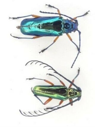 Cerambycidae/prionidae/prioninae Pair Hovorelus Splendidus Toprare A1 From - Peru