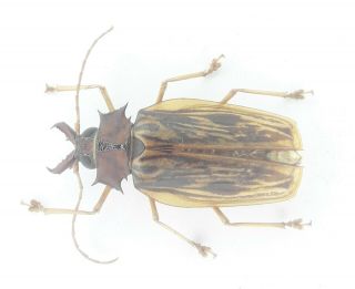 Coleoptera/cerambydae/prioninae Macrodontia Zischkai From Peru
