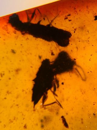 2 Uniuqe Unknown Beetle Burmite Myanmar Burmese Amber Insect Fossil Dinosaur Age