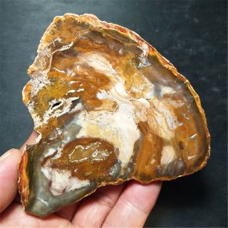 93.  9g Natural Petrified Wood Fossil Crystal Polished Slice Madagascar 19092807