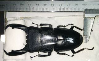 Dorcus titanus typhon 102 mm from Peleng Indonesia 2