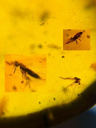 Mosquito Fly&wasp Bee&thrip Burmite Myanmar Amber Insect Fossil Dinosaur Age