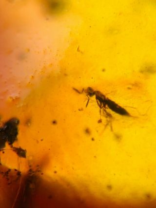mosquito fly&wasp bee&thrip Burmite Myanmar Amber insect fossil dinosaur age 2