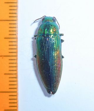 88 Insects Beetles Buprestidae Eurythyrea Eoa Very Rare Russia Primorye