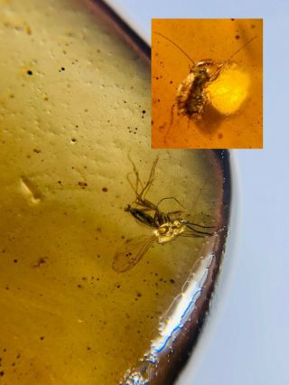 Mosquito&roach Larva Burmite Myanmar Burmese Amber Insect Fossil Dinosaur Age