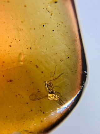 mosquito&roach larva Burmite Myanmar Burmese Amber insect fossil dinosaur age 2