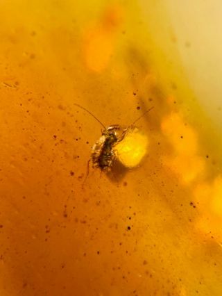 mosquito&roach larva Burmite Myanmar Burmese Amber insect fossil dinosaur age 3