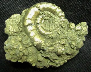 Large Golden Eoderoceras 58 Mm Jurassic Pyrite Ammonite Fossil Uk Gold
