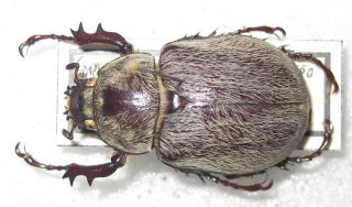 Dynastidae Megasoma Cedrosa Male A1 25mm (mexico) Rare